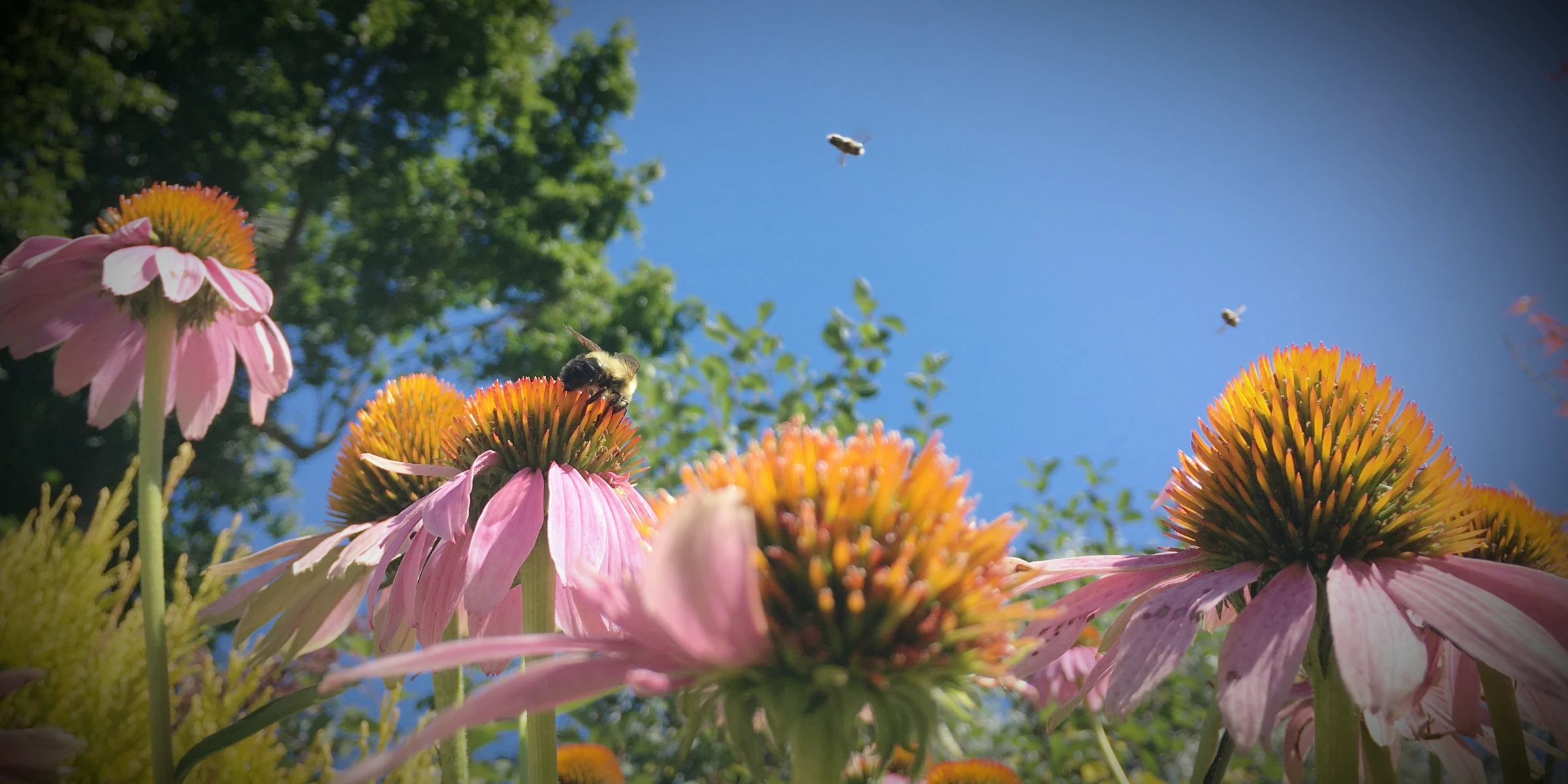 bees pollinating echinacea